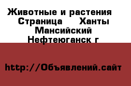  Животные и растения - Страница 3 . Ханты-Мансийский,Нефтеюганск г.